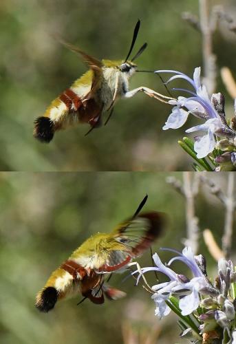Hemaris fuciformis